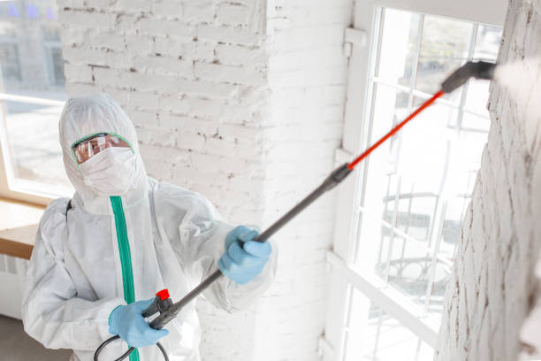 Best Black Mold Removal  in Middletown, CT