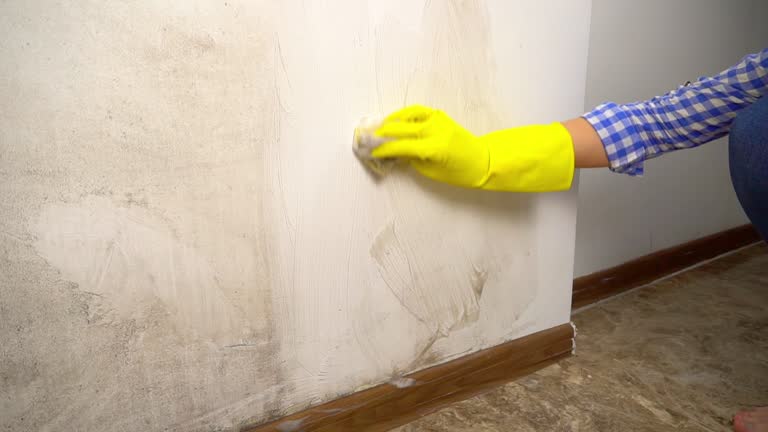Best Attic Mold Removal  in Middletown, CT
