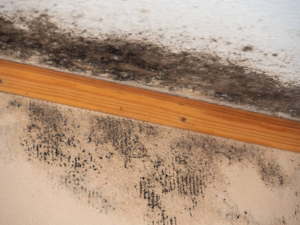 Best Mold Prevention Services  in Middletown, CT